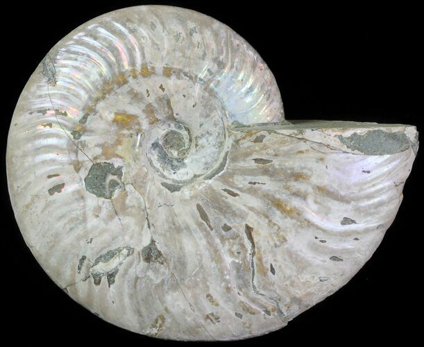 Silver Iridescent Ammonite - Madagascar #61502